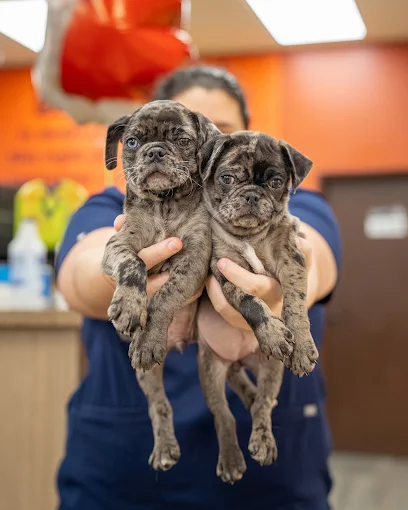A person holding two brindle puppies side by side